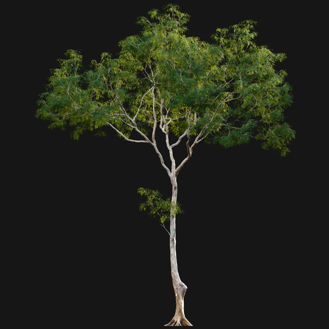 Dolonix regia - Royal Poinciana 02 — Скачать