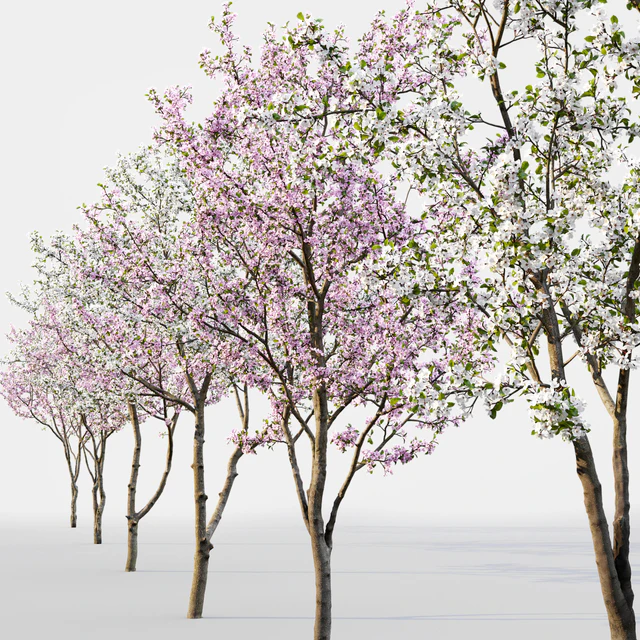 Prunus cerasus — Скачать