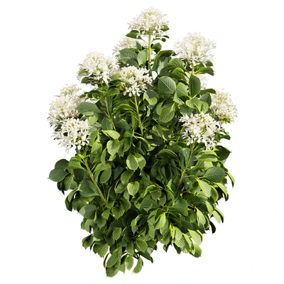 Collection plant vol 570 — Вид 3