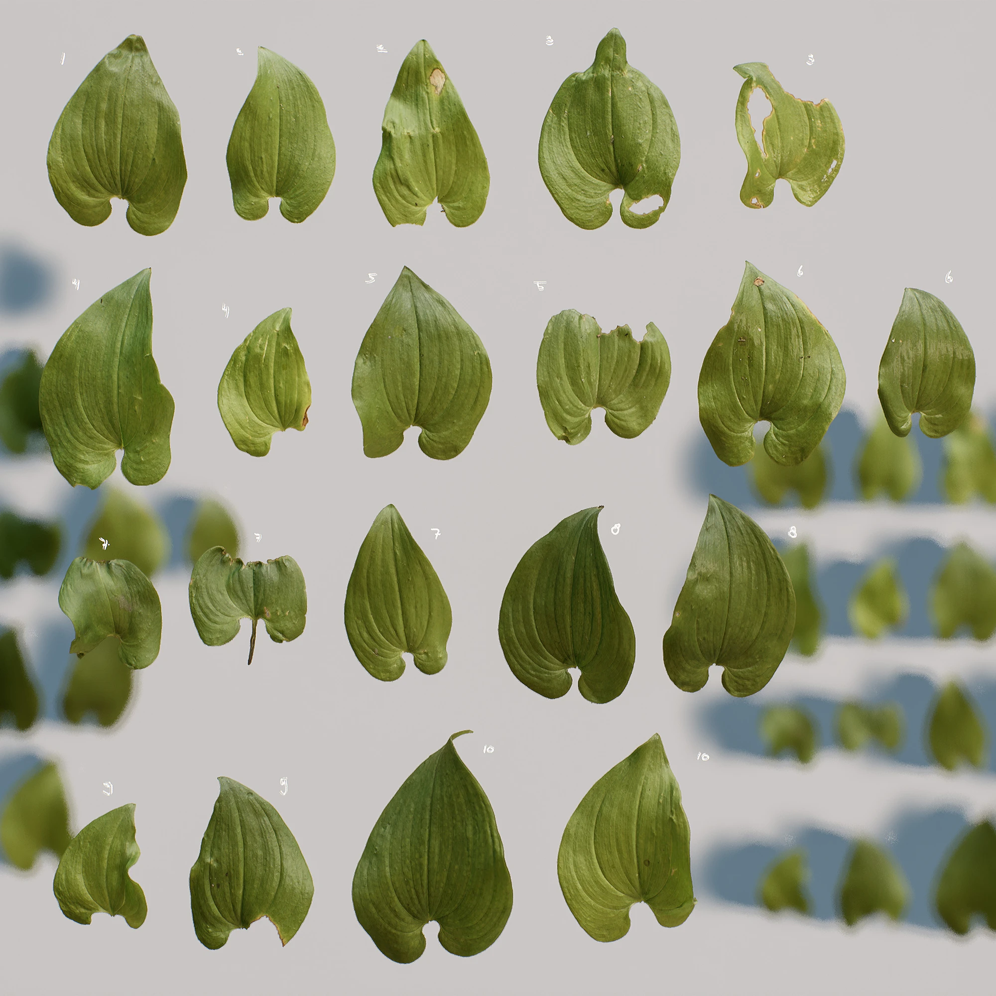 maianthemum bifolium — Скачать