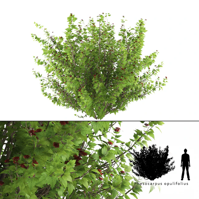 Pustyrplodnik kalinistilny bush | Physocarpus opulifolius — Download