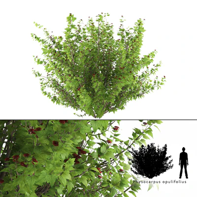Pustyrplodnik kalinistilny bush | Physocarpus opulifolius — descargar