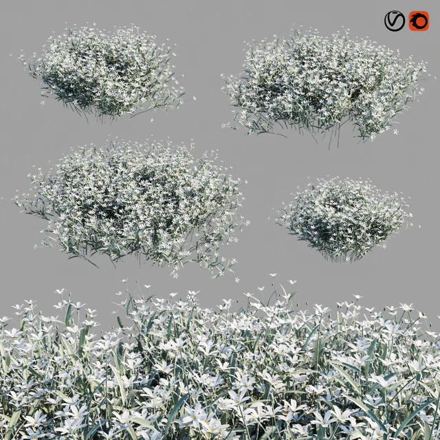 Cerastium Tomentosum — Скачать