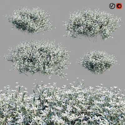 Cerastium Tomentosum — Вид 3