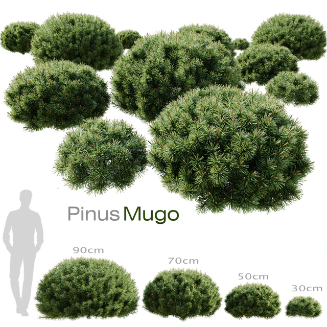 Plants Bush Collection Set 03 pine mugo — Скачать