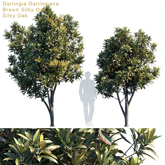 Darlingia Darlingiana | Brown Silky Oak — Descargar