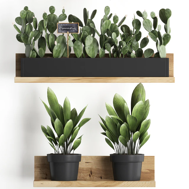 Shelf with flowers Plant  398. Cactus, fern, Prickly pear, prickly pear, indoor plants, eco design — Descargar