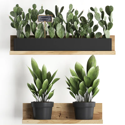 Shelf with flowers Plant  398. Cactus, fern, Prickly pear, prickly pear, indoor plants, eco design — Ver 3