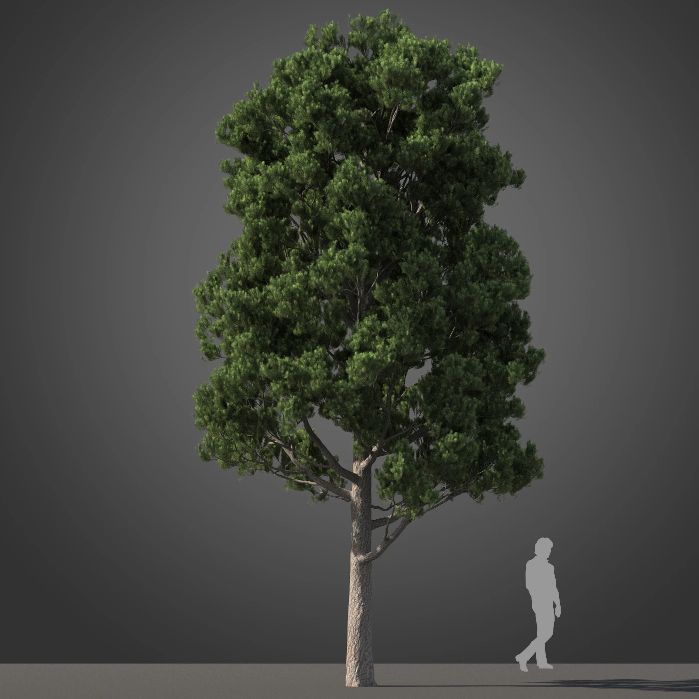 subtropical trees 034 — Скачать