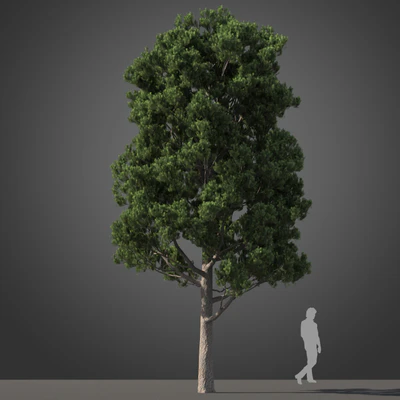 subtropical trees 034 — Скачать