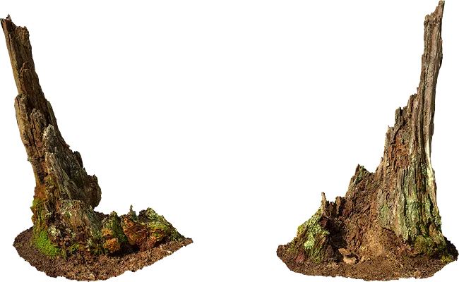 wooden stump 001 — Descargar