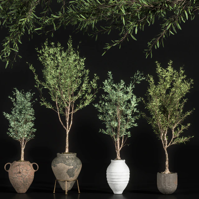 indoor plant olive set 01 — Descargar