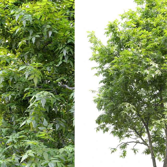 Fraxinus americana (White ash) 2 — Descargar
