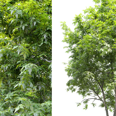 Fraxinus americana (White ash) 2 — Ver 2