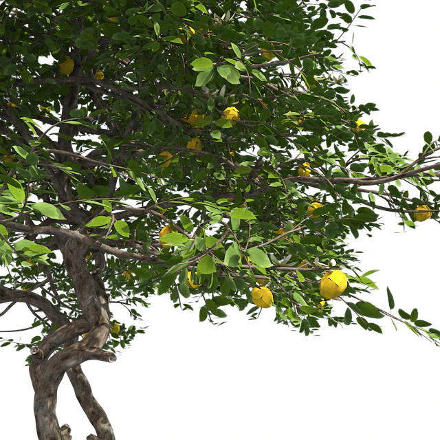 Lemon Tree with fruits and blossom — Скачать