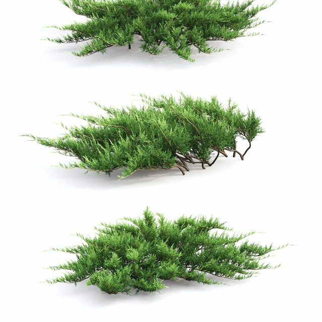 Juniperus — Скачать