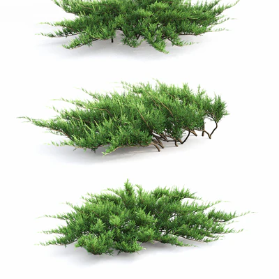 Juniperus — Вид 2