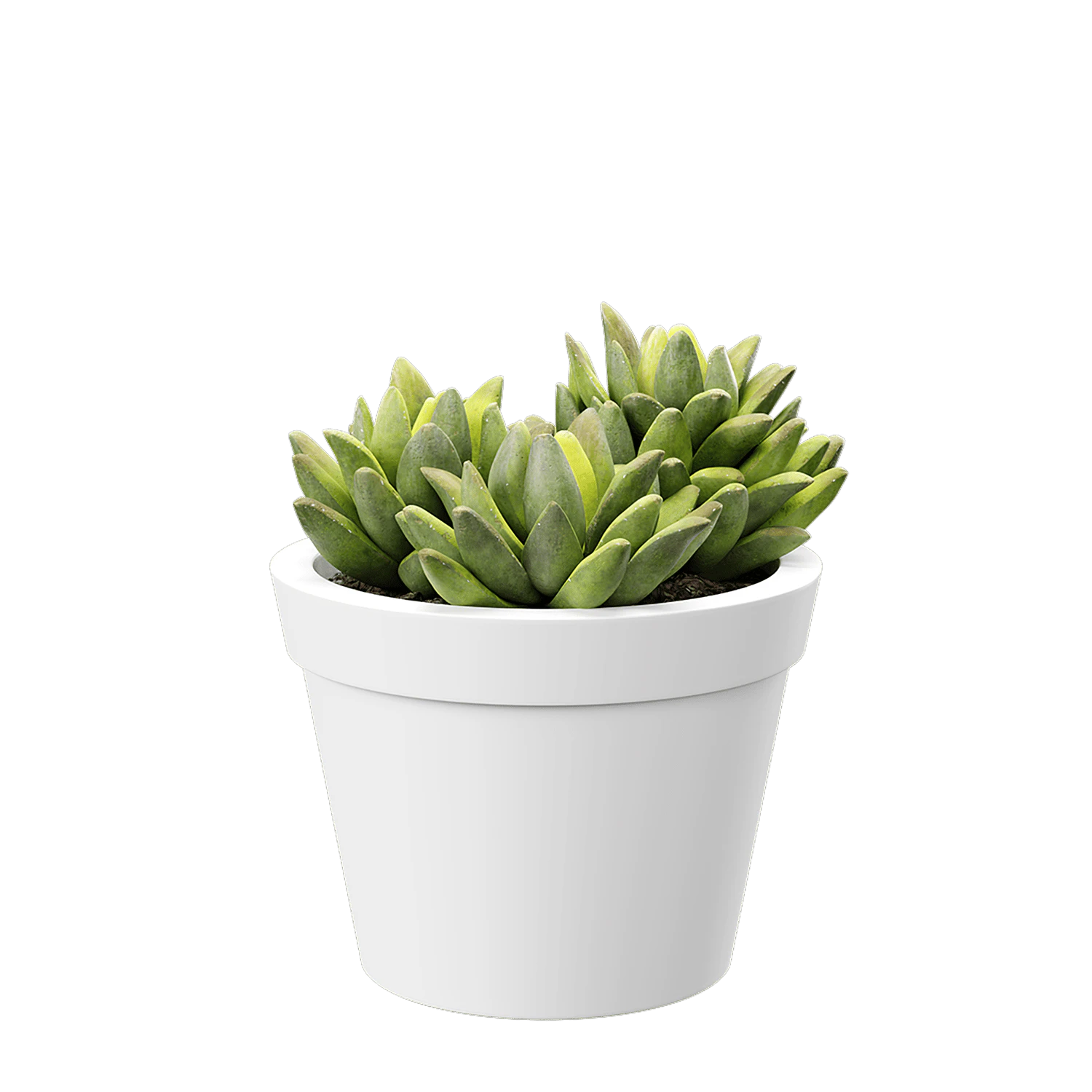 plant agave 001 — Descargar