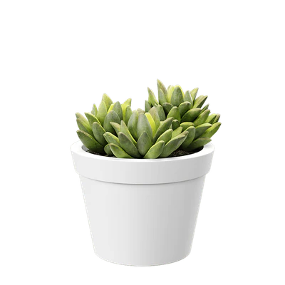 plant agave 001 — Descargar