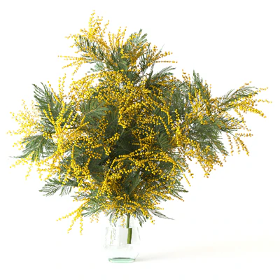 Mimosa — Ver 4
