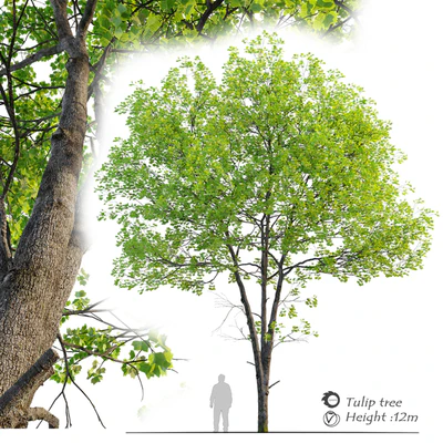 Tulip tree — Ver 1