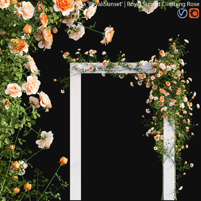 Royal Sunset Climbing Rose 01 — Descargar