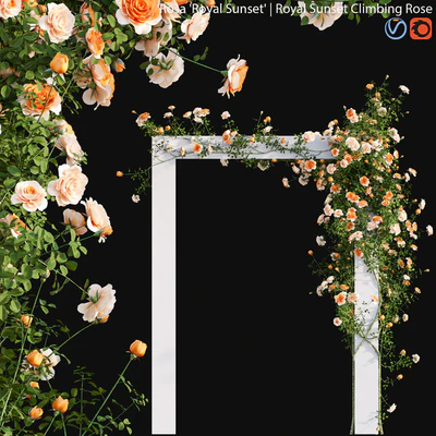 Royal Sunset Climbing Rose 01 — Descargar