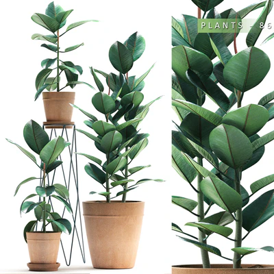 PLANTS 86 — Вид 1