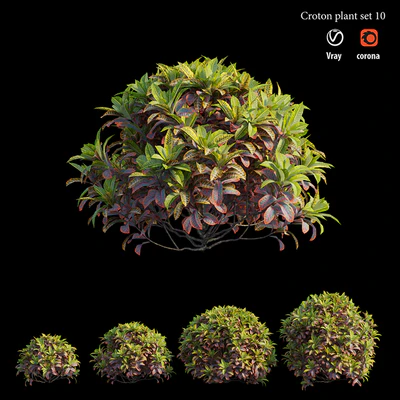 Croton plant set 10 — Ver 3