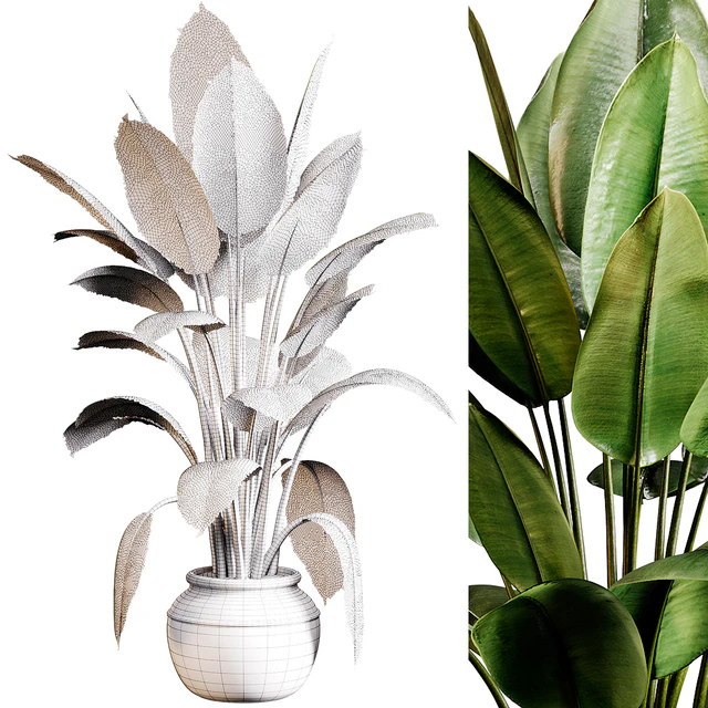 Indoor plants 96 - Plant in pot — Download