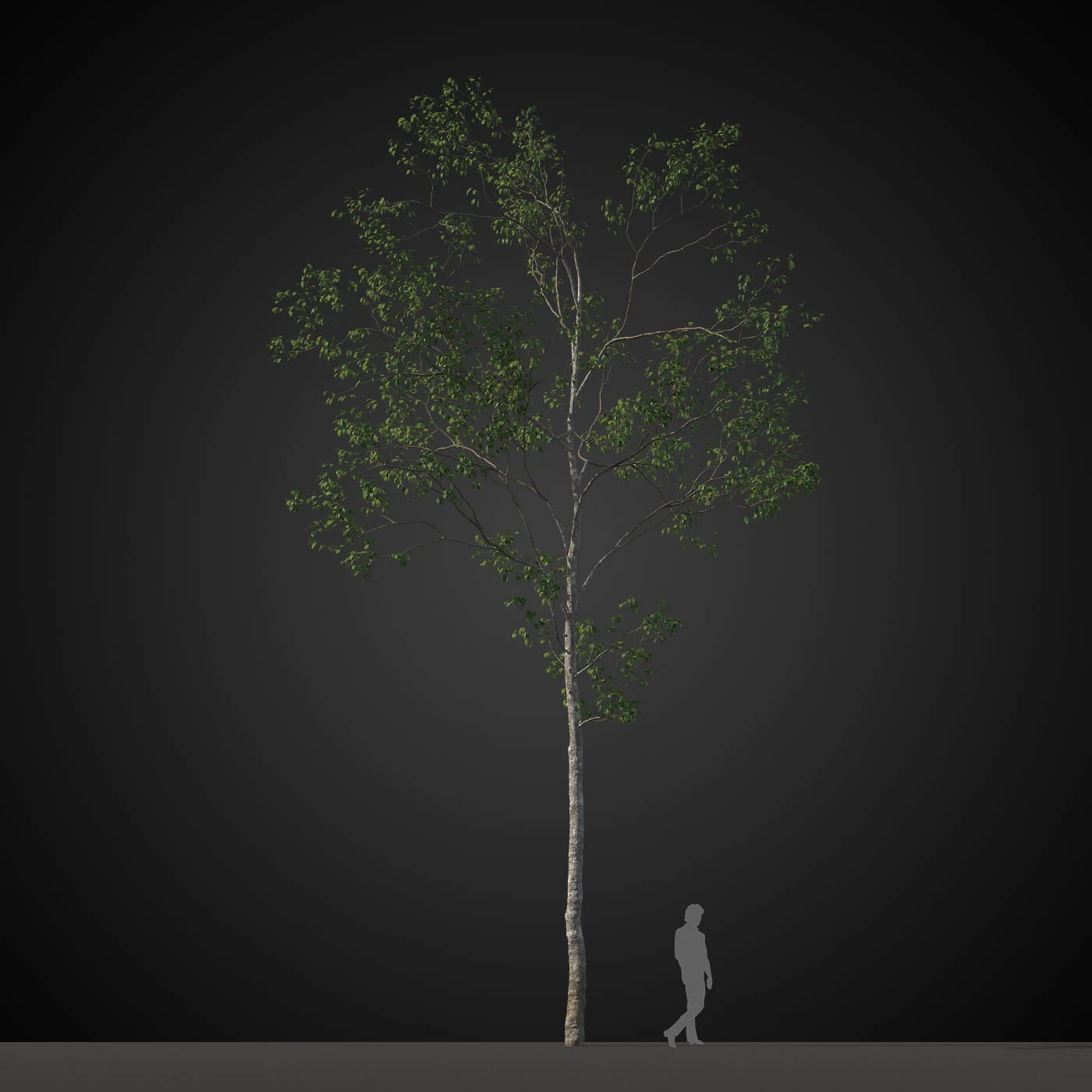 trees 015 — Descargar