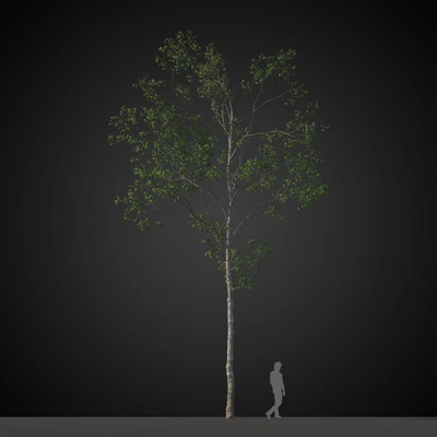 trees 015 — Descargar