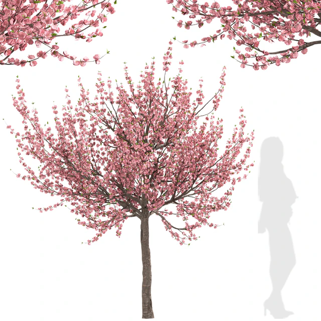Set of Prunus Triloba Trees (Flowering Almond) (2 Trees) — Descargar