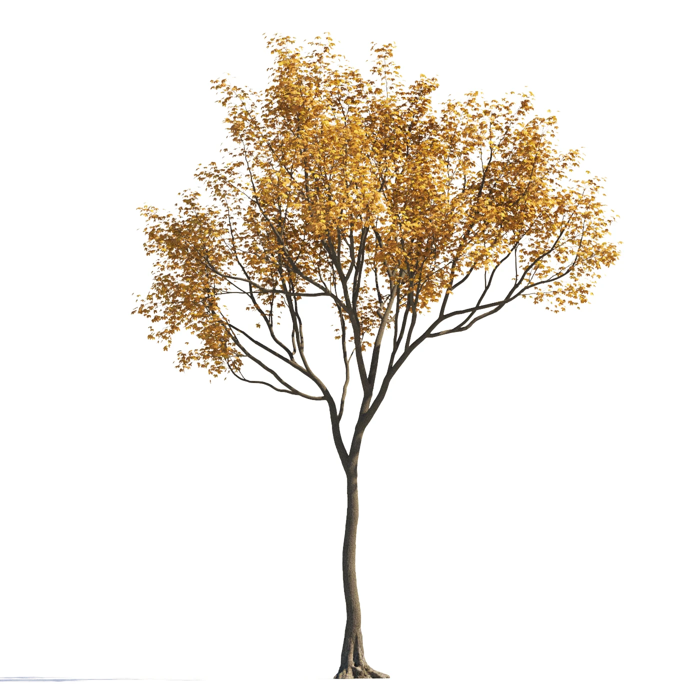 038 autumn — Descargar
