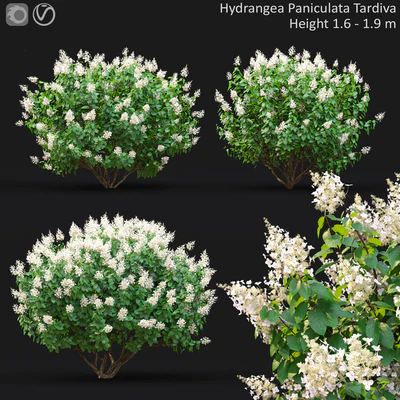 Hydrangea Paniculata — скачать