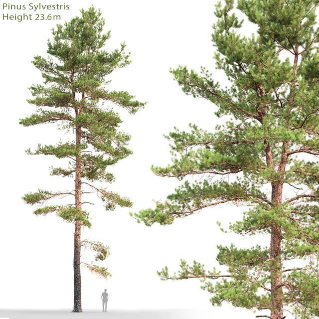 Pine — Descargar