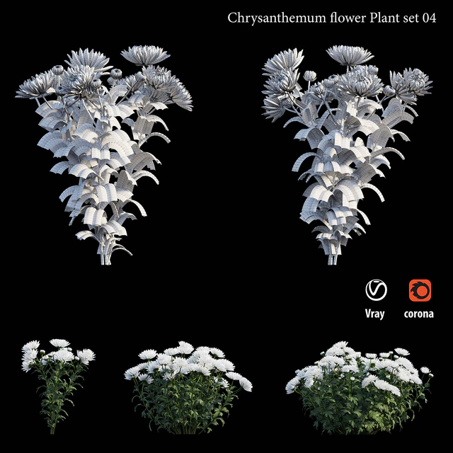 Chrysanthemum flower plant set 04 — Descargar