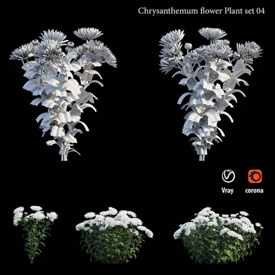 Chrysanthemum flower plant set 04 — Ver 2