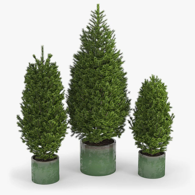 Fir tree Пихта — Скачать
