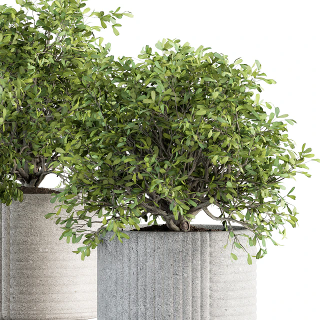 indoor Plant Set 189 - Tree in pot — Descargar