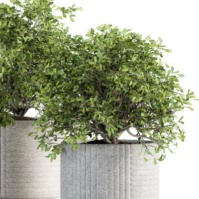 indoor Plant Set 189 - Tree in pot — Ver 2