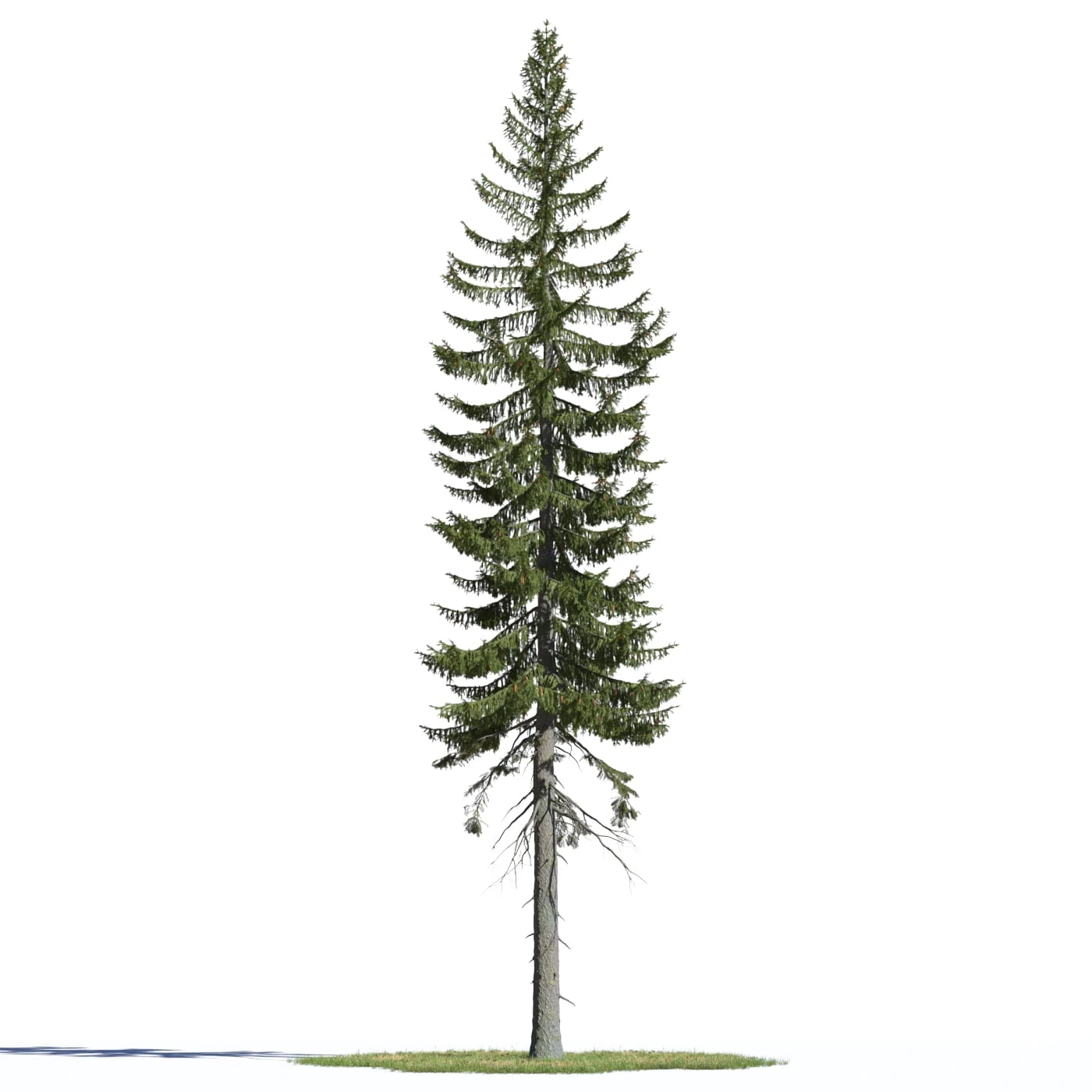 coniferous trees 005 — Descargar