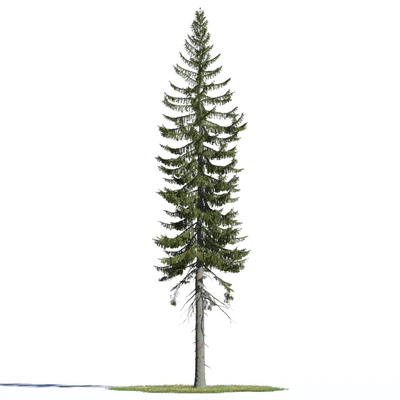 coniferous trees 005 — Descargar