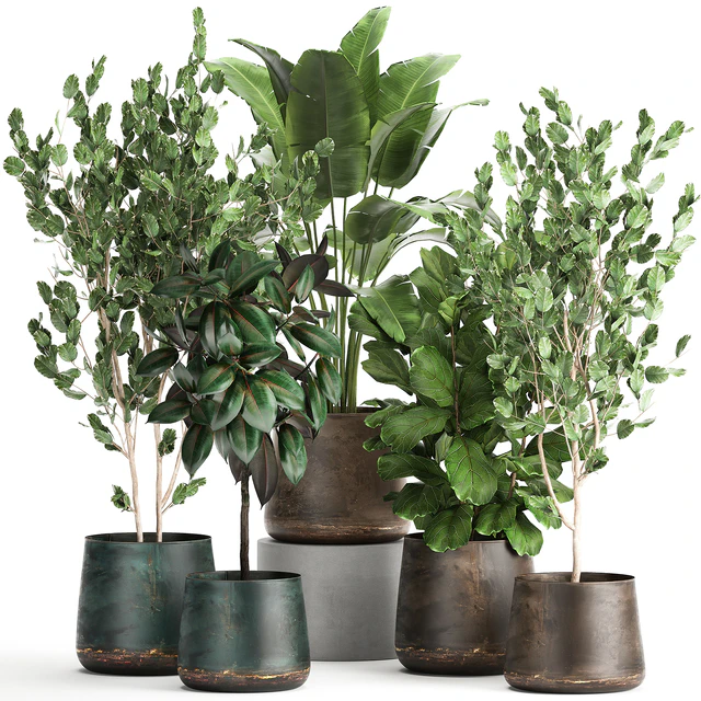 Collection of plants in outdoor metal rusty pots Tree, Banana palm, Ficus lyrata. Set 942. — Descargar