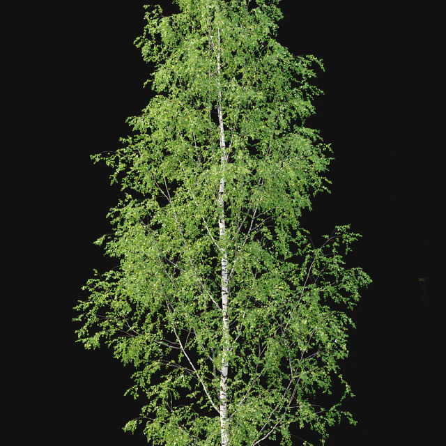 Birch forest part 12 — Descargar