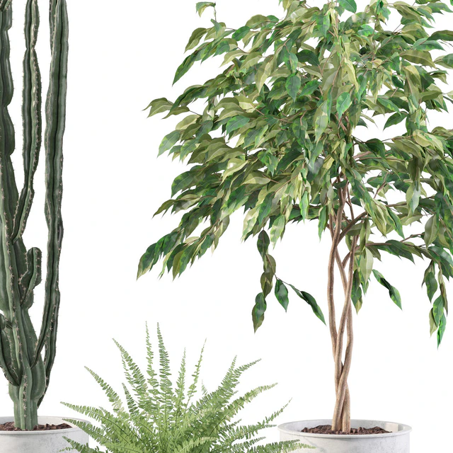 Plants collection 095 — Descargar