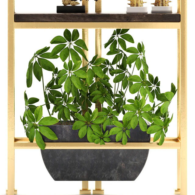 Decorative set. 4. Shelf with flowers, gold, coral, Ficus, pot, Rack, decor, Schefflera, luxury, ficus abidjan — Descargar