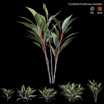 Cordyline fruiticosa varieties — Вид 2