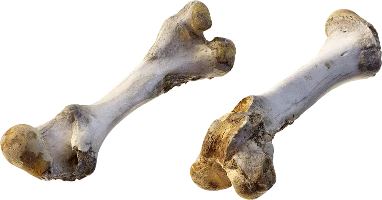 ram leg bone 002 — Скачать
