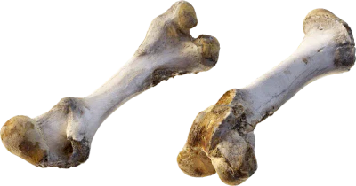 ram leg bone 002 — Скачать